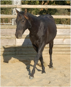 Silver chex leopan, mâle quarter horse de robe chocolat