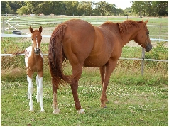 quarter horse paint horse