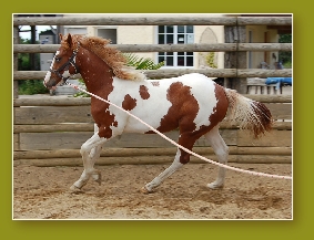 paint horse prospect reining cutting