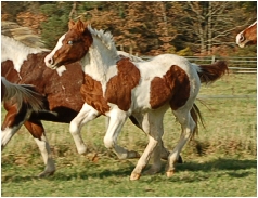 paint-horse homozygote