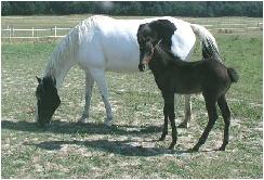 Blue Eyes Ginger et Smart Black Leopan, Paint Horses